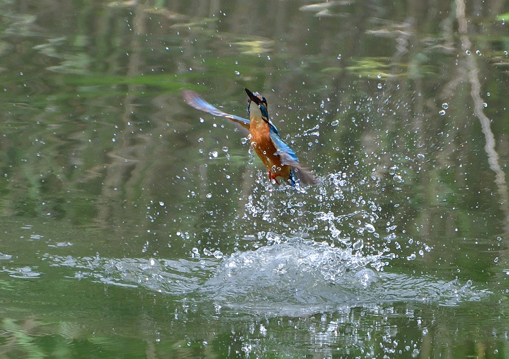 いつもの公園　５/２５⓮