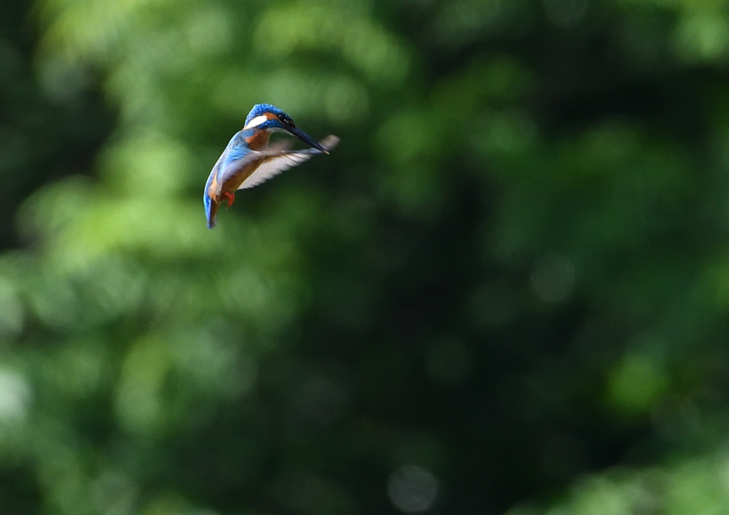 ホバ　５/１５❷