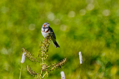 ホオアカ　７/１８❷