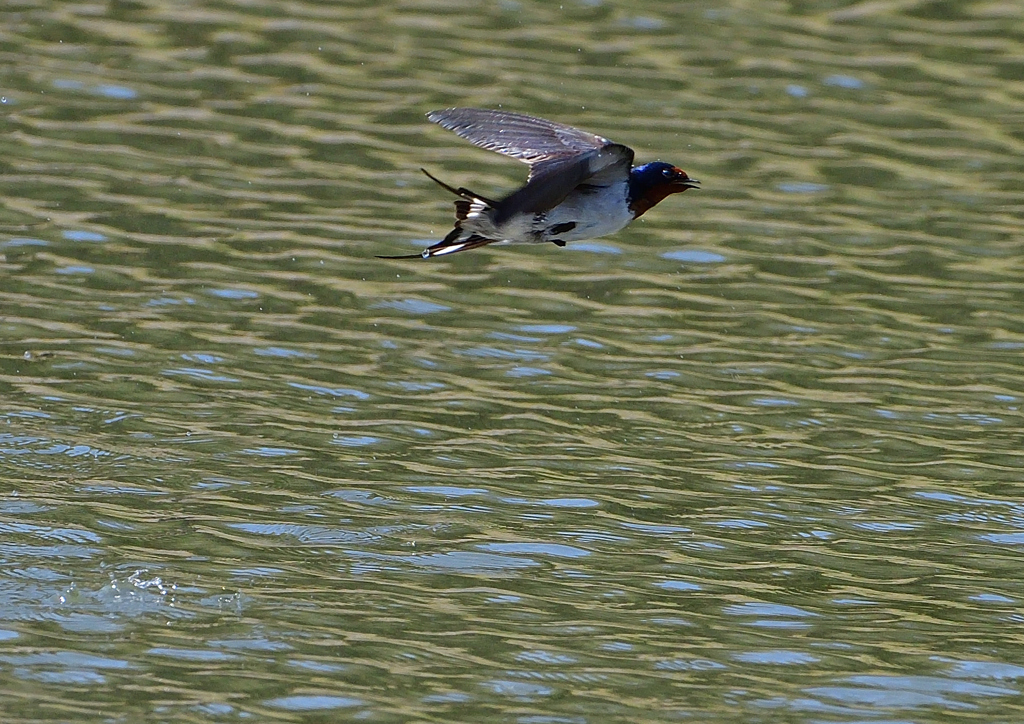 ツバメの飛翔　４/１０❸