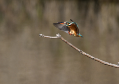 _190208_090206 DSC_8832