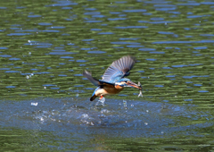 魚を・・・・・・　５/１１❷