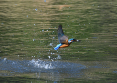 魚を・・・・　４/２０❷