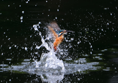 ダイブ　７/１８❷