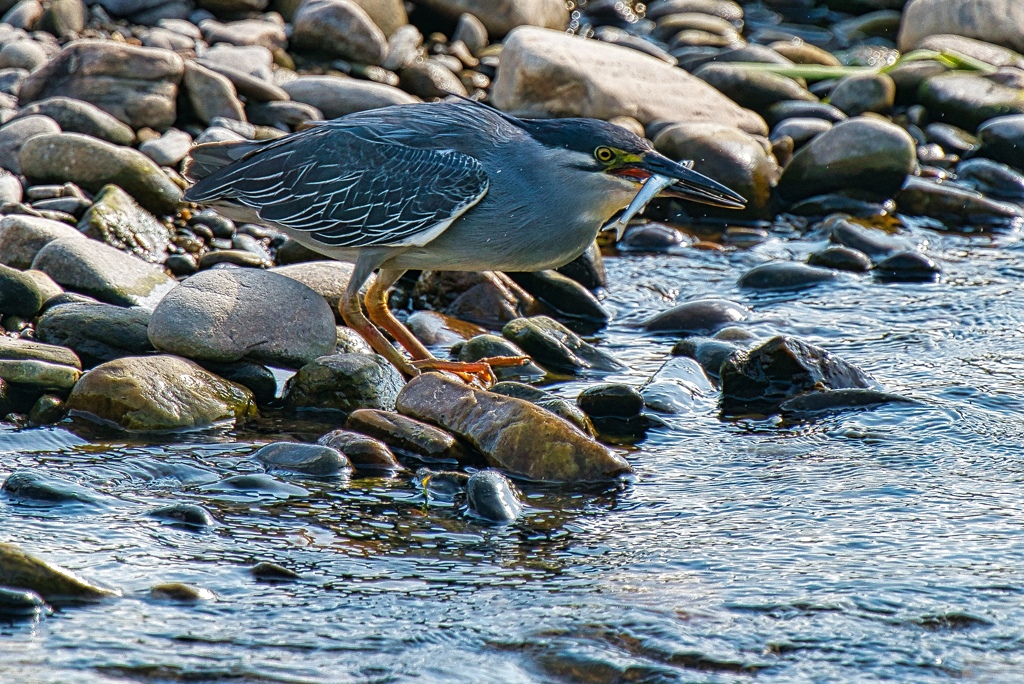 ササゴイ　７/２０❷