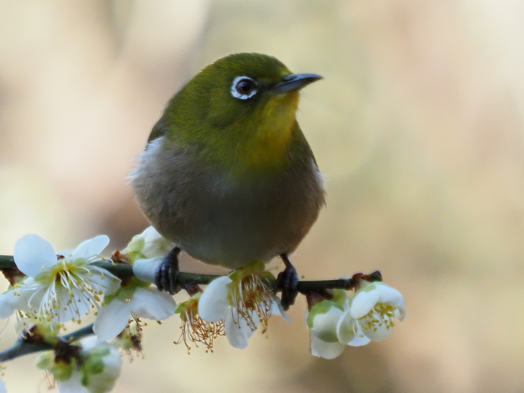 メジロ　２/２０❶