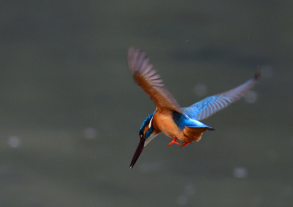 いつもの公園　２/１３❼