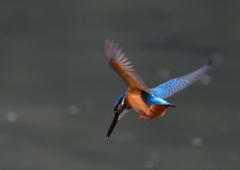 いつもの公園　２/１３❼