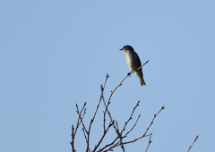 エゾビタキ　１０/１