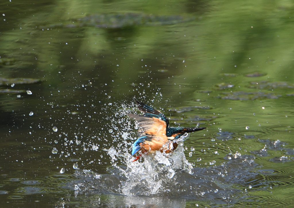 水浴び　９/３❼