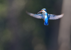 ホバ　３/１９⓯