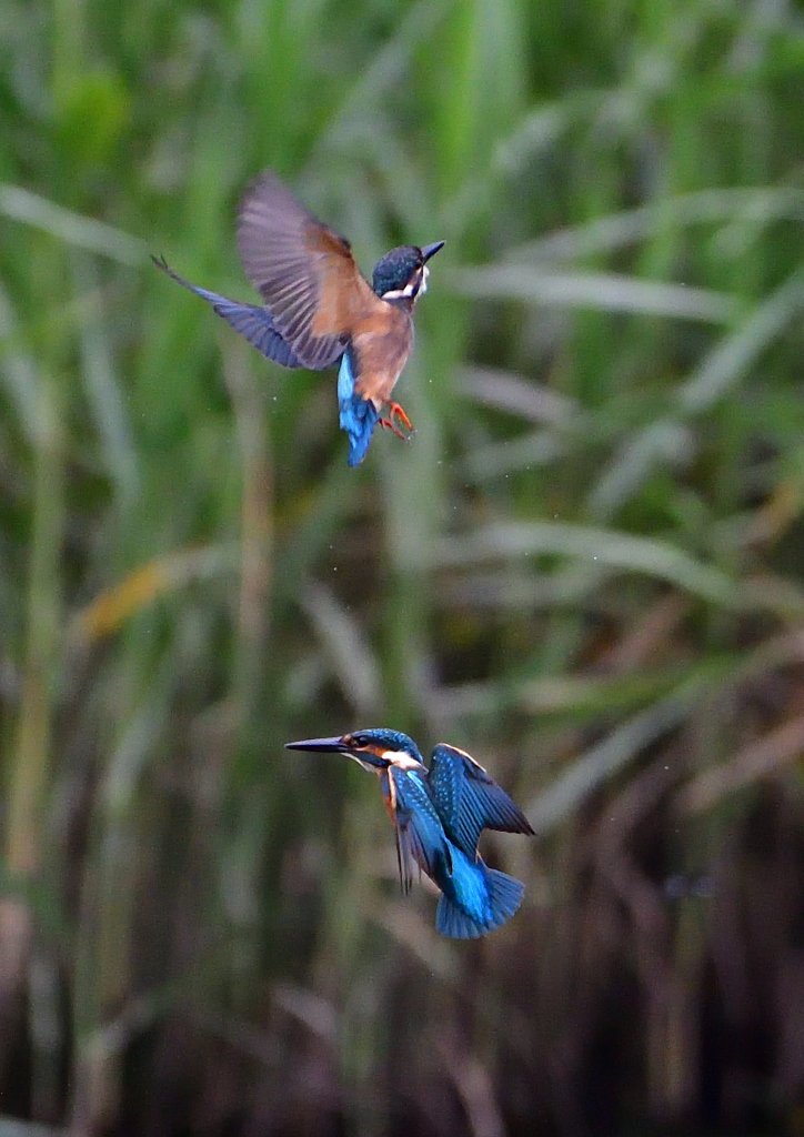 2羽の若鳥　７/２０①