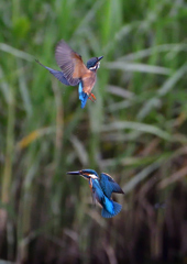2羽の若鳥　７/２０①
