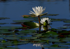 スイレン　６/２９❶