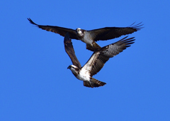 飛翔（ミサゴ）１/１３❷