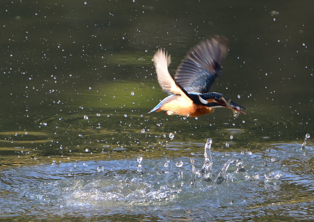 水飛沫　１１/１８❸