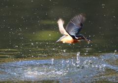 水飛沫　１１/１８❸