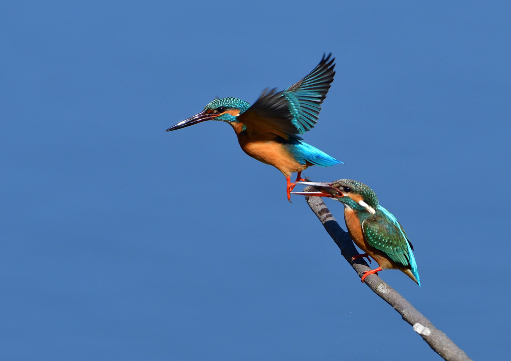 給餌　３/２３❻