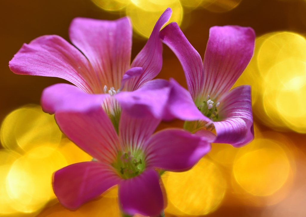 初夏に咲く　６/５❷