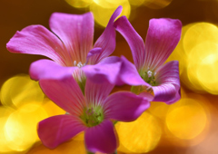 初夏に咲く　６/５❷