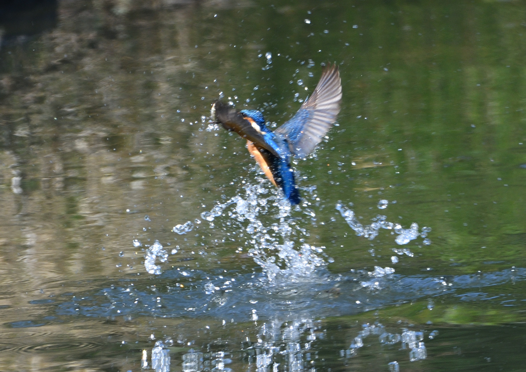 魚を・・・・　５/４❼