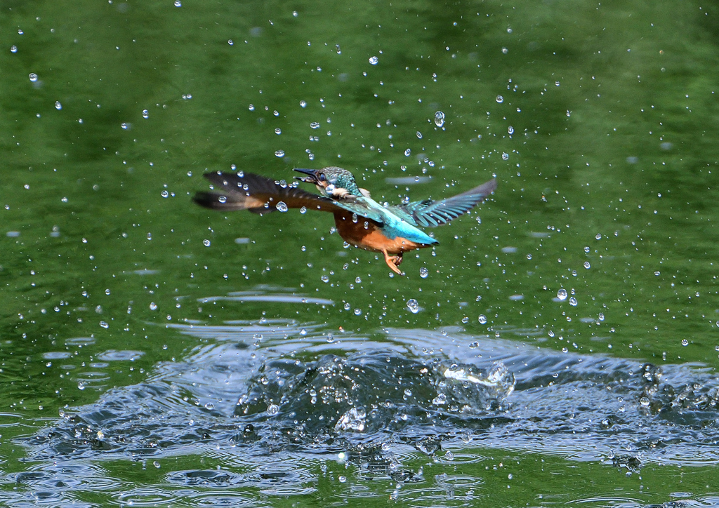幼鳥、奮闘する　６/１４❾