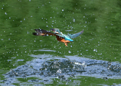 幼鳥、奮闘する　６/１４❾