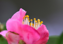 Flower❹