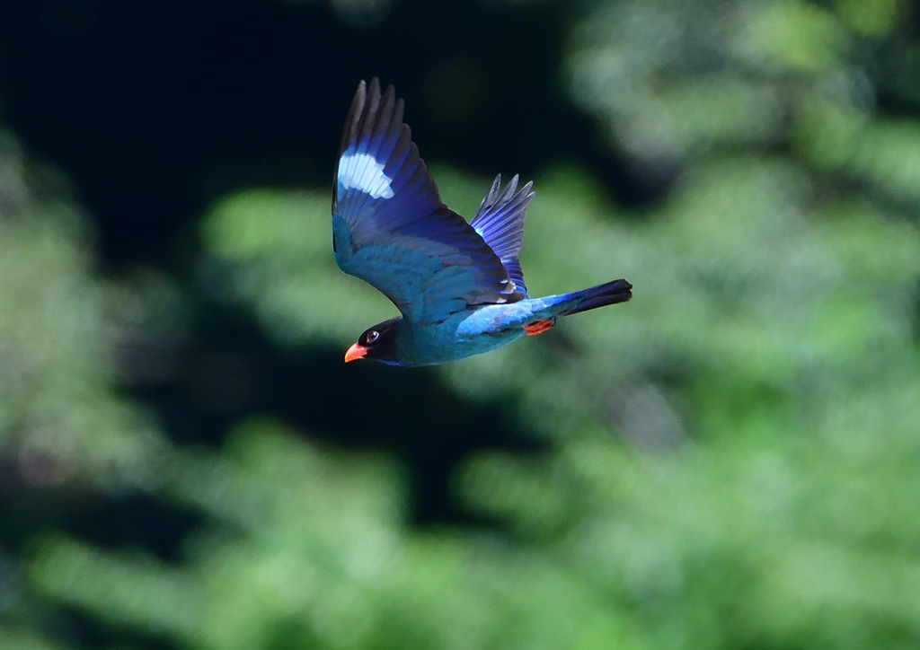 ブッポウソウ　７/２❻