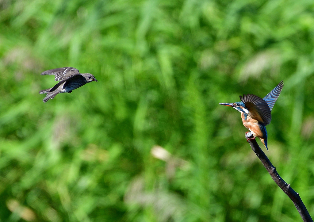 エゾビタキとカワセミ　９/２８❷