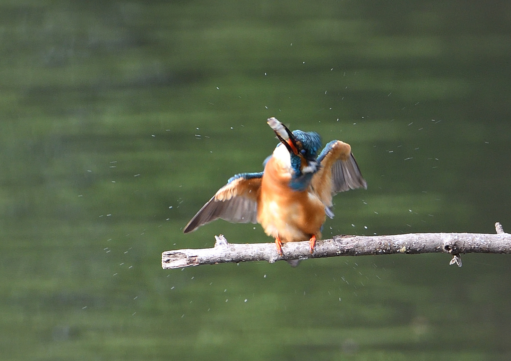 止まり木　５/１８❸
