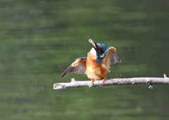 止まり木　５/１８❸