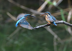 2羽のカワセミ　８/３１❺