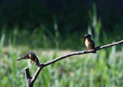 2羽のカワセミ　８/７❻