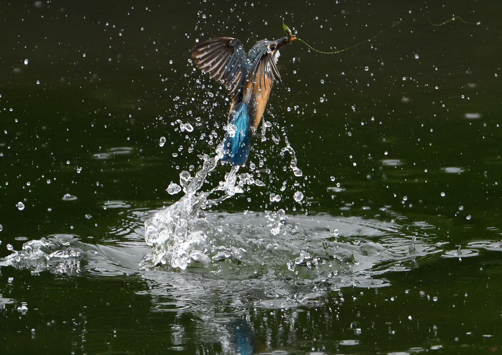 今日のカワセミ❻