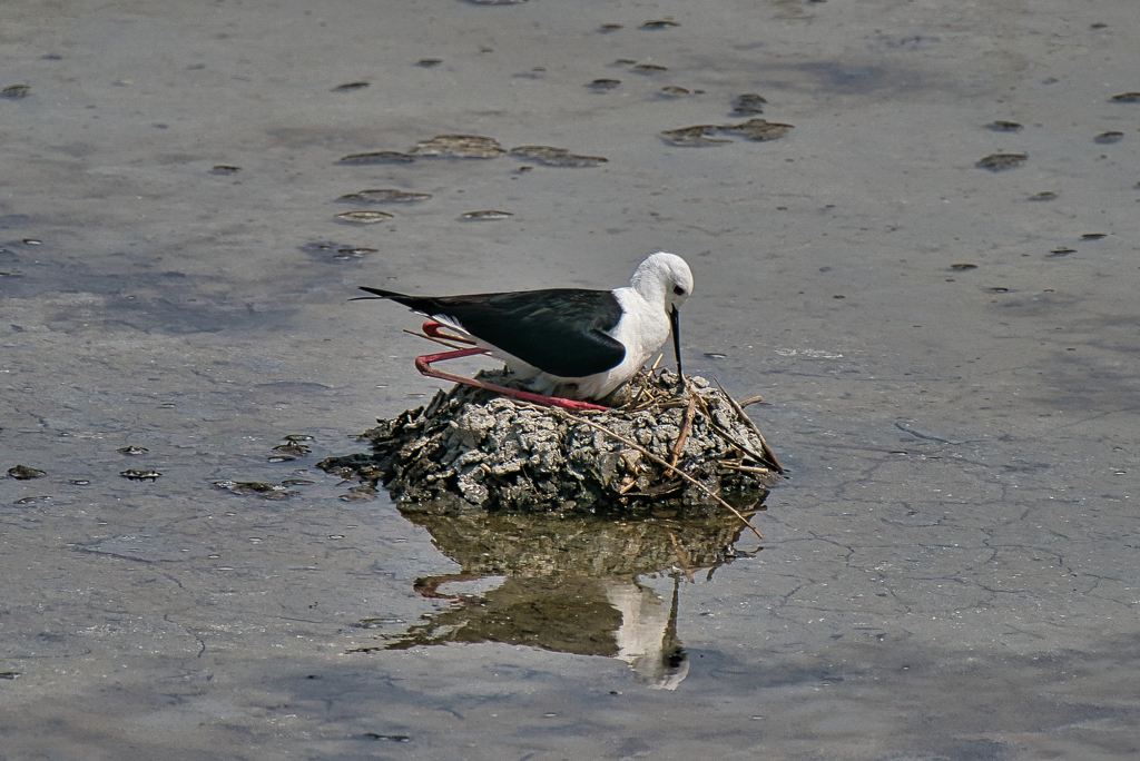 セイタカシギ抱卵中　６/２❷