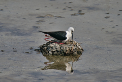 セイタカシギ抱卵中　６/２❷