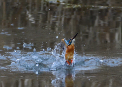 いつもの公園　２/１３❸