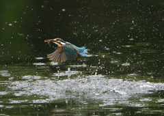 ダイブ　６/２❻