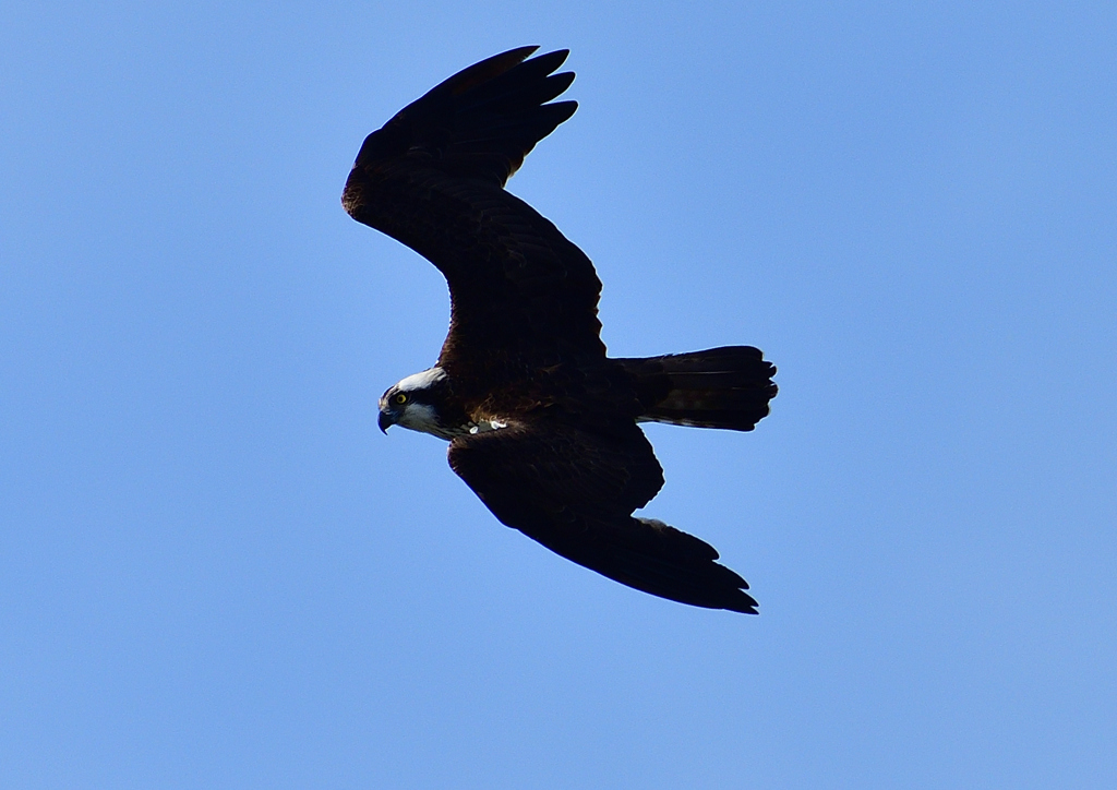 ミサゴ　１/７❻