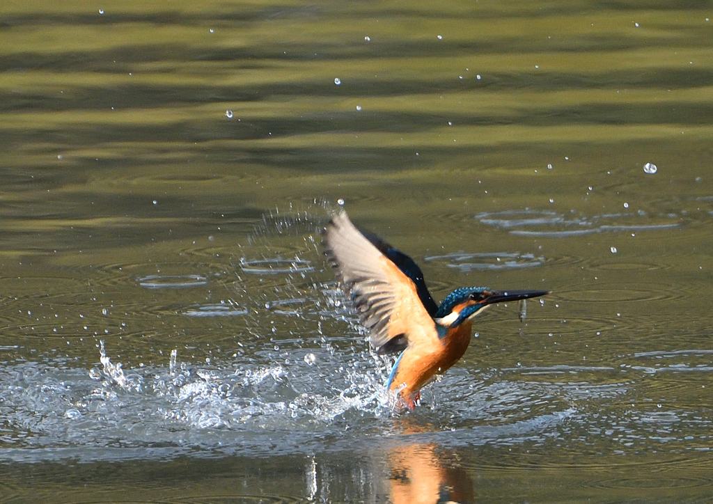 _191102_080341 DSC_8724