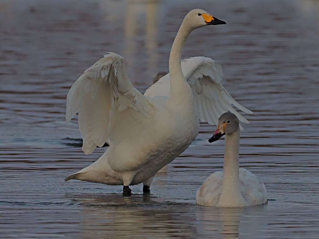 コハクチョウ　１/１５❶