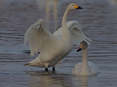コハクチョウ　１/１５❶