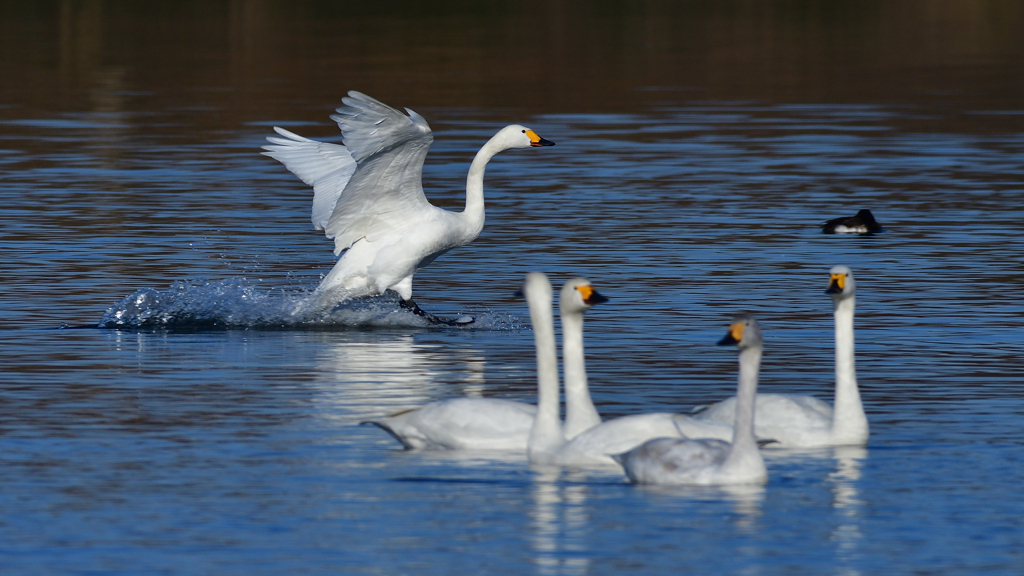 コハクチョウ　２/６❻