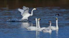 コハクチョウ　２/６❻