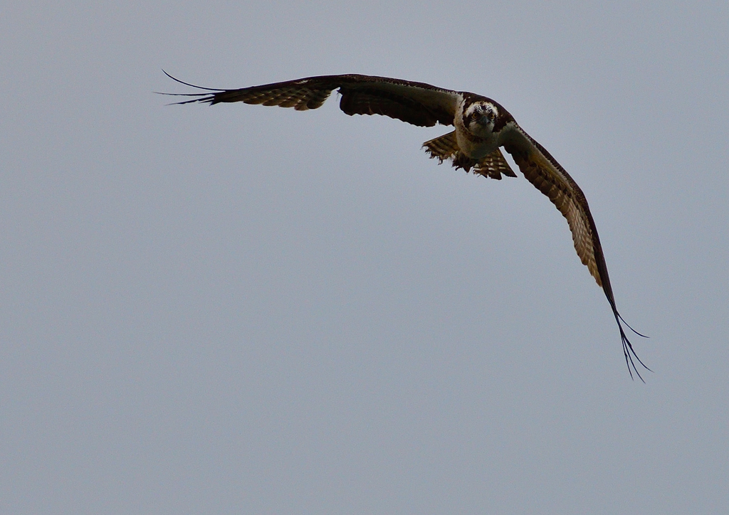 ミサゴ　１/６❶