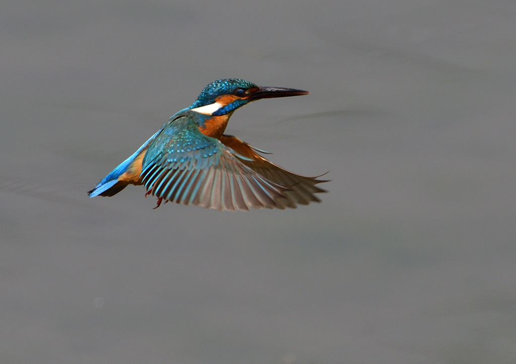 ホバ　５/２２⓬