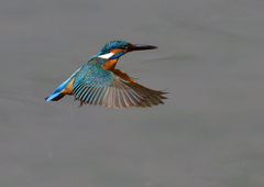 ホバ　５/２２⓬