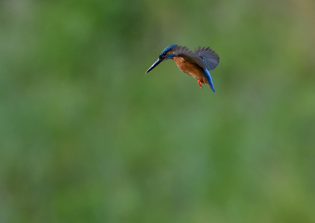 ホバ　５/１８❷