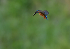 ホバ　５/１８❷